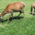 Deer Farm